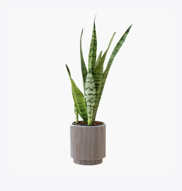 product-image-6_optimized Kraft Paper Bags